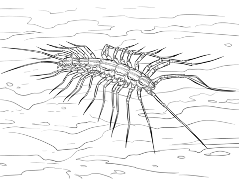 House Centipede Coloring Page